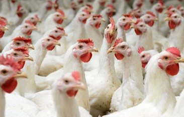 TCA’s Final Decision on the Investigation Regarding Poultry Sector